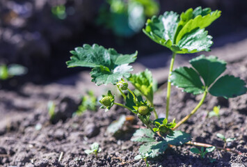 strawberry bush with green berries on the bed