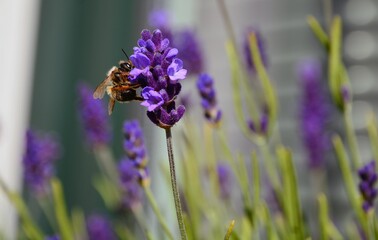 Lavendel