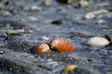 colorful sea shell on sea shore