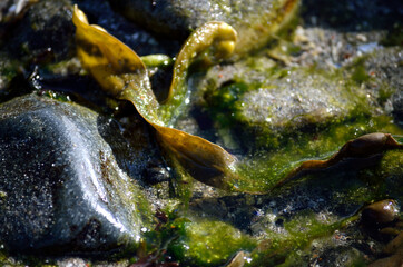 vibrant seaweed on sunny sea shore