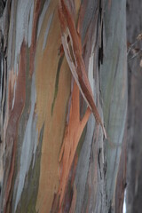 Rainbow eucalyptus tree trunk closeup, a colorful tree trunk zoomed in