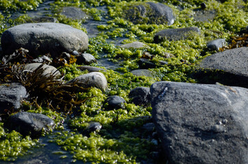 vibrant seaweed on sunny sea shore