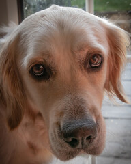 A Golden retriever pet aged 4 years old intelligent, gentle ideal with children, playful make good...