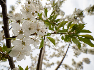 Kirschblüte am Kirschbaum
