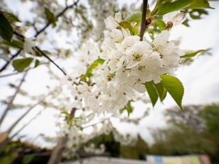 Kirschblüte am Kirschbaum
