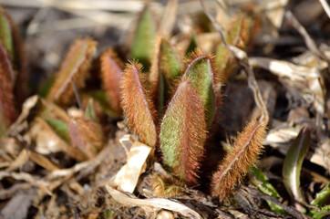 hairy ground flower