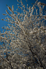 Kirschbaum in Vollbluete