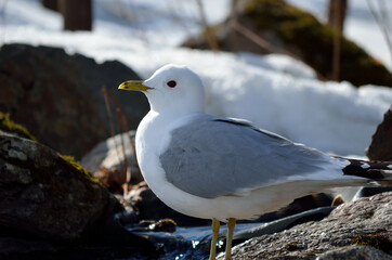 seagull standing on creek top drinking fresh water