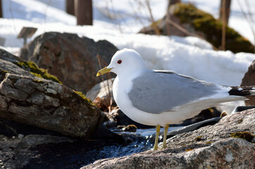 seagull standing on creek top drinking fresh water