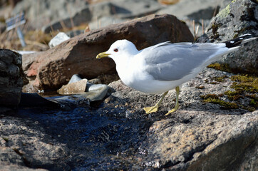 seagull standing on creek top drinking fresh water