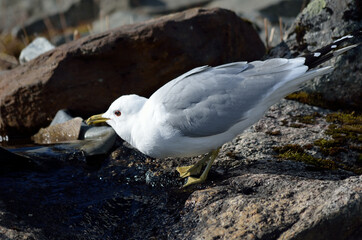 seagull standing on creek top drinking fresh water
