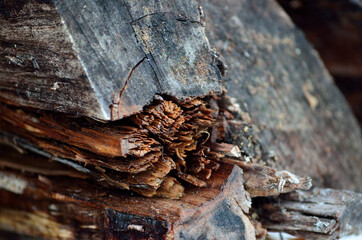 rotten wooden firewood log