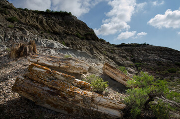 Petrified wood at Theodore Roosevelt National Park