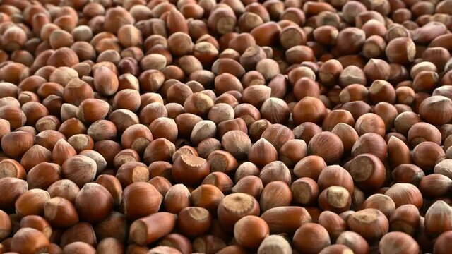 Hazelnuts zoom out. Dolly zoom out. Hazelnut composition and backgorund. Turkish hazelnuts. organic natural food. Close up hazelnuts. 