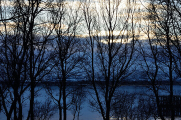 dark trees with snowy mountain and sunset sun in the background