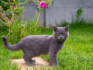cat in the garden