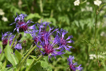Berg-Flockenblume, Cyanus montanus, blitzblaue Blüten mit lila, Bienenweide, Bienenfutter als Wildblumen im Garten