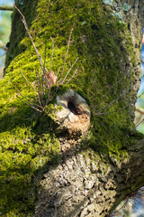 Höhle in einem alten Baum bietet Unterschlupf für Tiere und Elfen