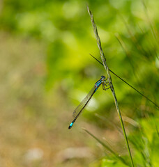 Close up Macro Shot of blue-tailed damselfly or common bluetail in green grass field setting