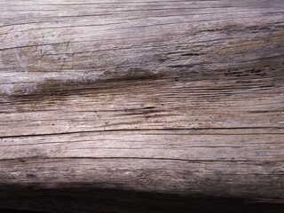 The texture of wood