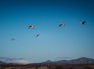 Sandhill Cranes at Bosque Del Apache National Wildlife Refuge, New Mexico