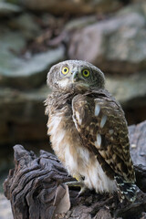 Owl owl with funny eyes on a tree in Chumphon, Thailand