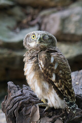 Owl owl with funny eyes on a tree in Chumphon, Thailand