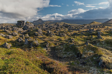 Fields of frozen lava covered with moss. Iceland.