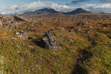 Fields of frozen lava covered with moss. Iceland.