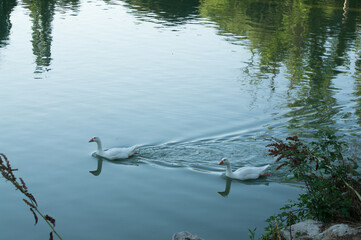 ptak zwierze natura woda gęś © Piotr