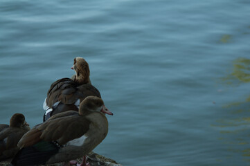 ptak zwierze natura woda gęś © Piotr