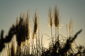 trawy łąka park odblaski natura © Piotr