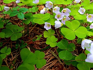 Common Sour (lat. Óxalis acetosélla) A very useful plant, actively used in traditional medicine and in cooking.