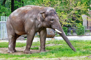 A young elephant grazes on green grass in a spring park.