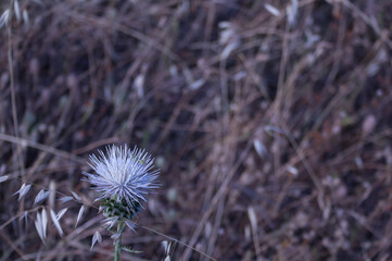 kwiat natura łąka bokeh wiosna © Piotr