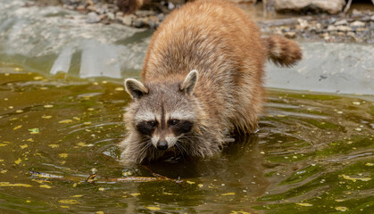 Waschbär im Wildpark Knüll