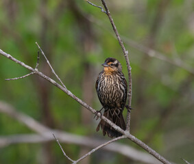 A female red-winged blackbird (agelaius phoeniceus) on a branch in Muskoka