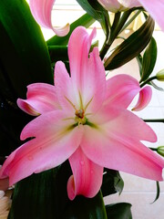 Hermosa flor Lirio de color rosa floreciendo