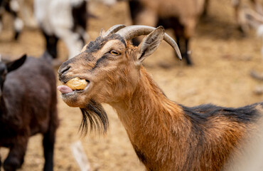 Ziege im Wildpark Knüll