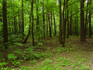 Fototapeta premium forest