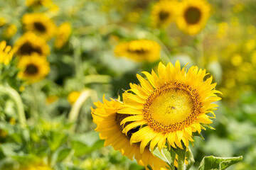Bright yellow sunflower in the morning