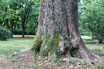 platano secolare al parco di Villa Boschetti