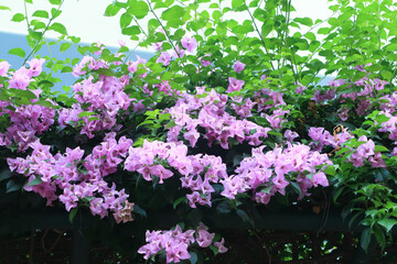 Fototapeta premium Beautiful pink bougainvillea, tropical paper flower blooming in summer garden