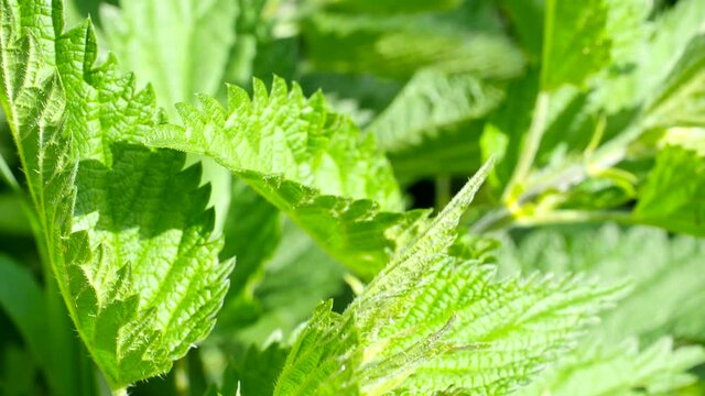 
Close-up of Stinging Nettle - Urtica dioica - in 4K VIDEO. Detail of green nettle leaves background growing in the garden.