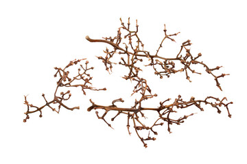 Grape stalk isolated on white background.