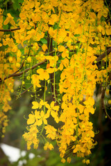 Beautiful golden shower flower (Ratchaphruek), tropical yellow flower blooming in summer garden