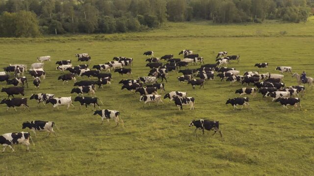 Taken from a drone, as cows graze in a field. Russia, Bashkortostan