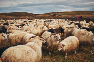 A flock of sheep in a wooden pen in the north of Iceland.
