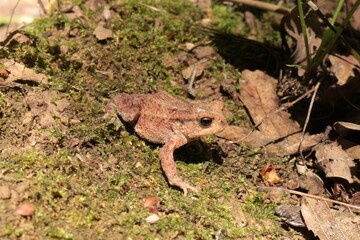 
A small brown toad moves on the ground and moss in the spring forest