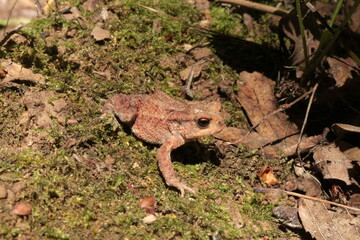 
A small brown toad moves on the ground and moss in the spring forest